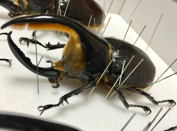 サタンオオカブト！大型！標本！ 【公式通販】