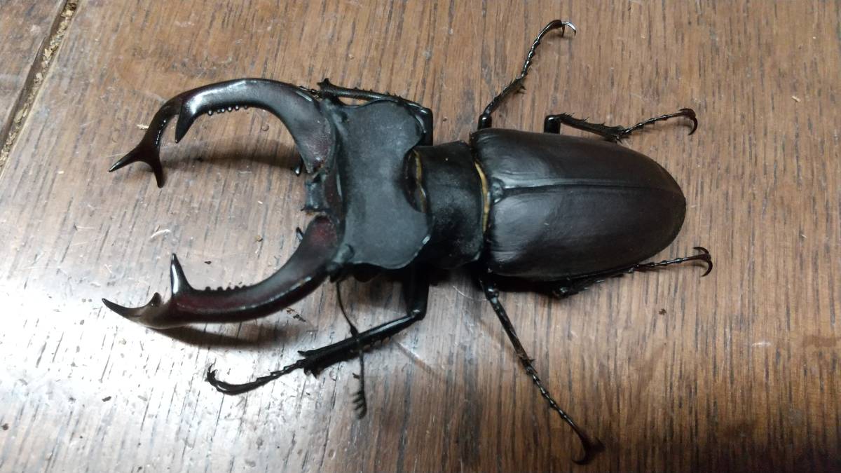 標本 トルコ産 ユダイクスミヤマクワガタ 92．8ミリ 飼育品。