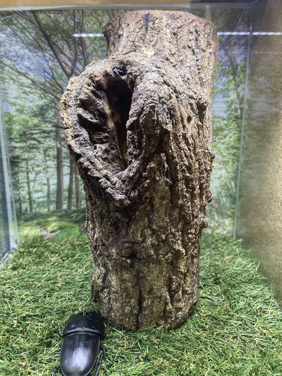 クワリウム シェルター 登り木 エサ台 特大サイズ 樹洞 クワリウム