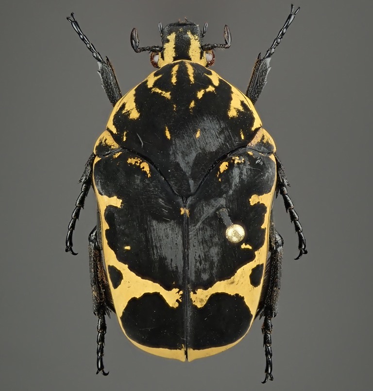 ホウシャハナムグリ 【公式通販】