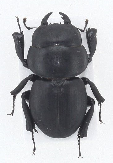 Aptrocyclus honoluluensis 標本 ハワイハネナシクワガタ うにょ on X: