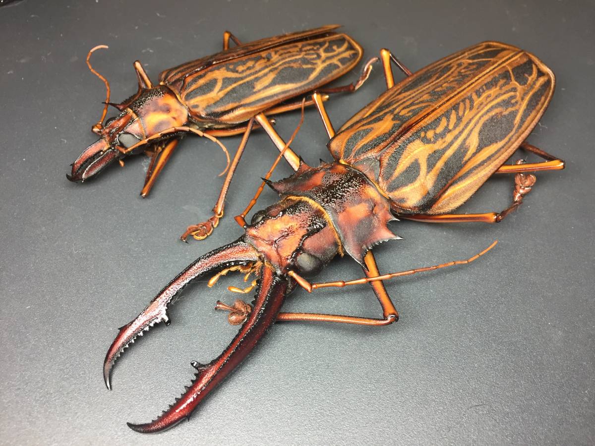 オガサワラムネスジウスバカミキリ | 【標本ナビ】多様性生物希少標本