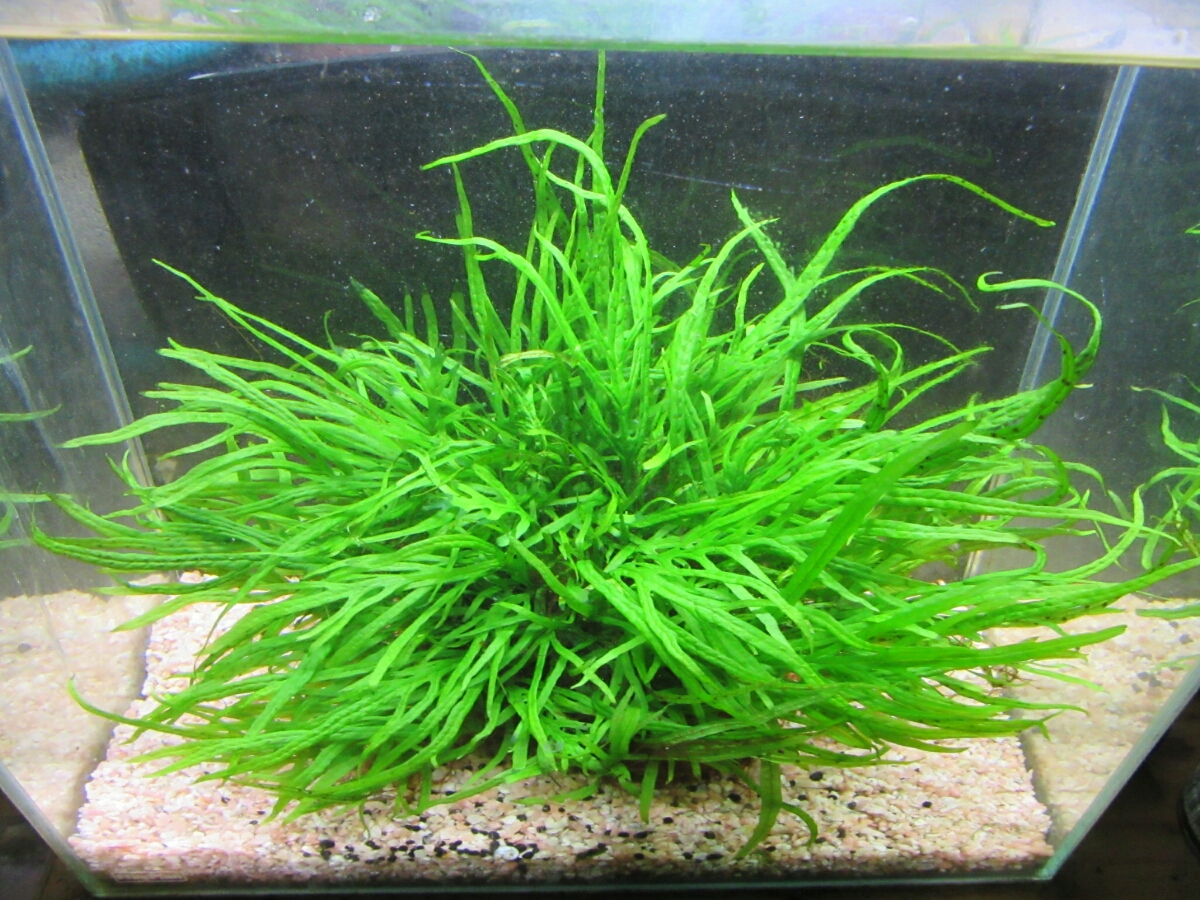 ミクロソリウムsp.本ナロー タイ産 溶岩石付き ミクロソリウムsp.本