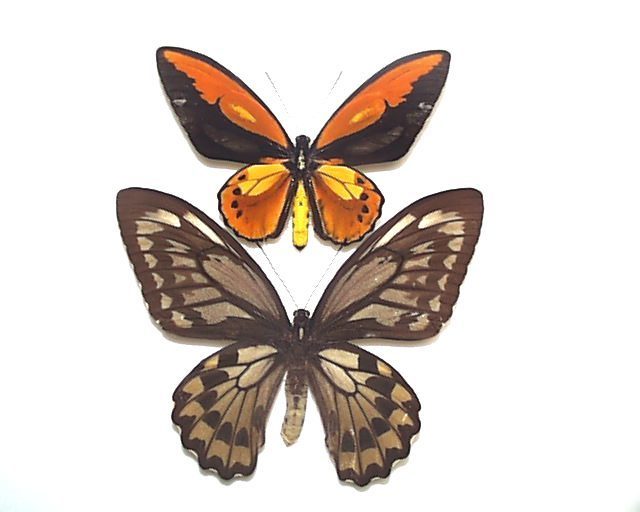 外国産蝶標本 アカメガネトリバネアゲハ（斑紋異常）A-pair ハルマヘラ