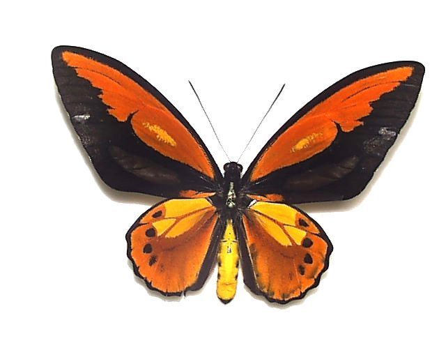 ゴライアストリバネアゲハ！赤紋出現！激レア！ 【公式通販】