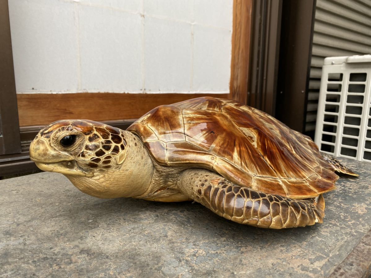 亀 剥製 べっこう べっ甲 鼈甲 インテリア オブジェ 壁掛け 縁起物