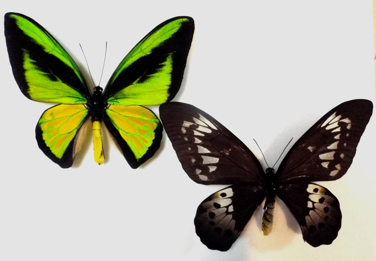1ペア】ゴライアストリバネアゲハ（パプアニューギニア産）