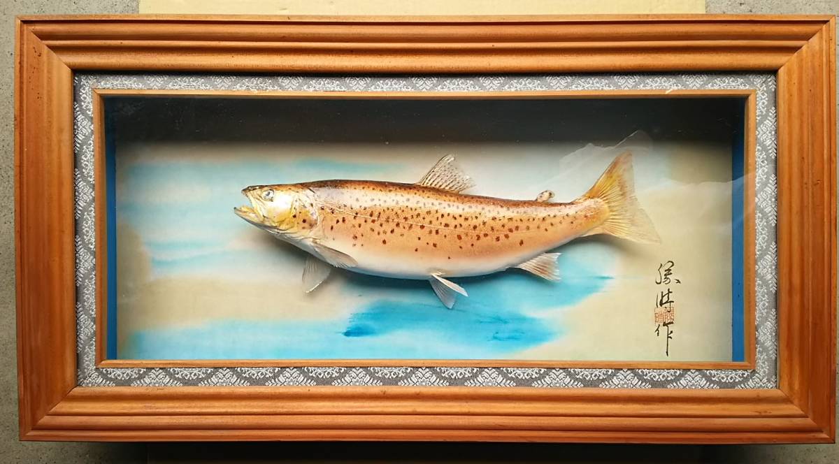 剥製 ブルックトラウト 額入り 【公式通販】