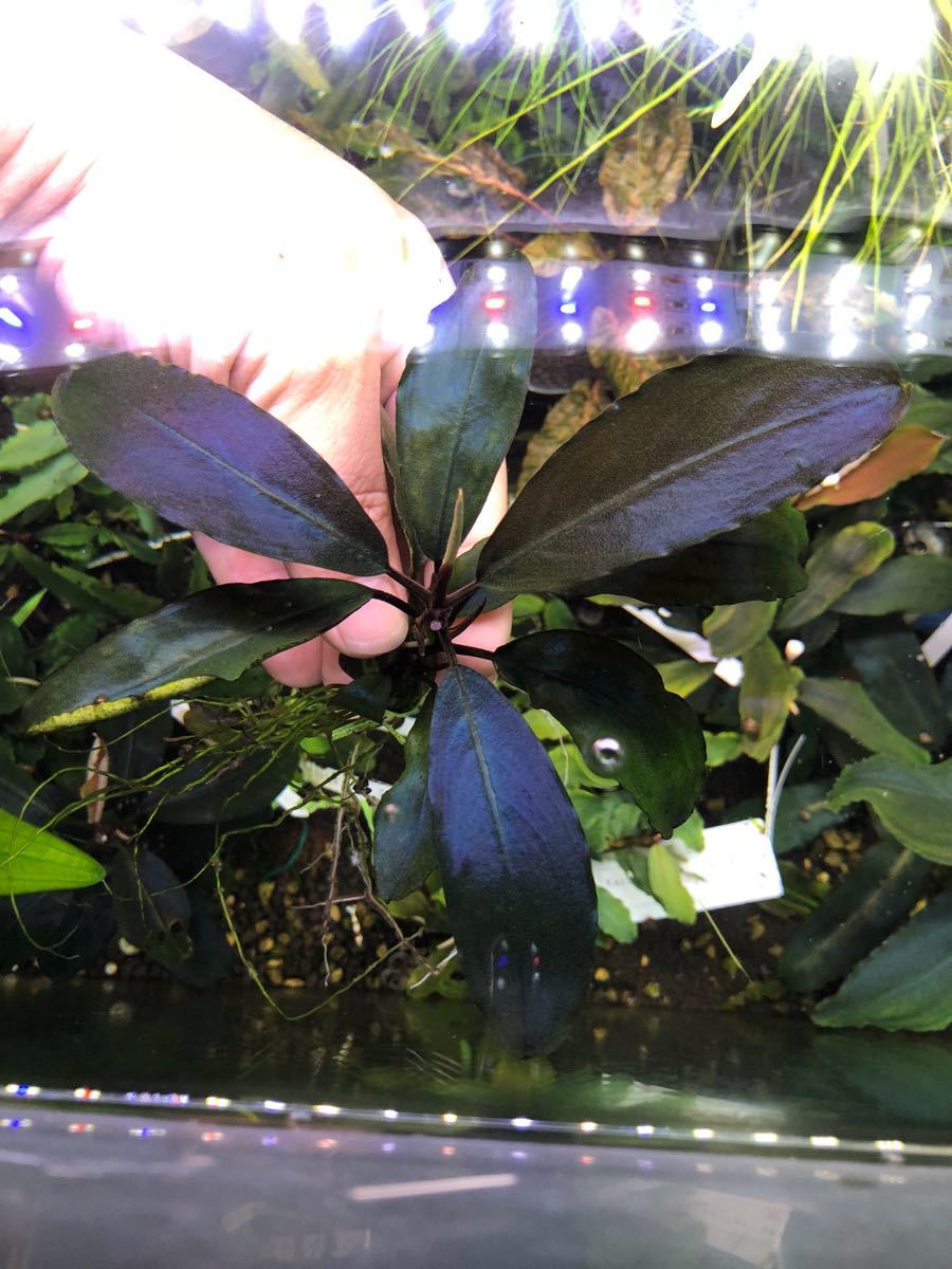 ブセファランドラ sp.モトレイアーナ スーパーブルー ブセファランドラ