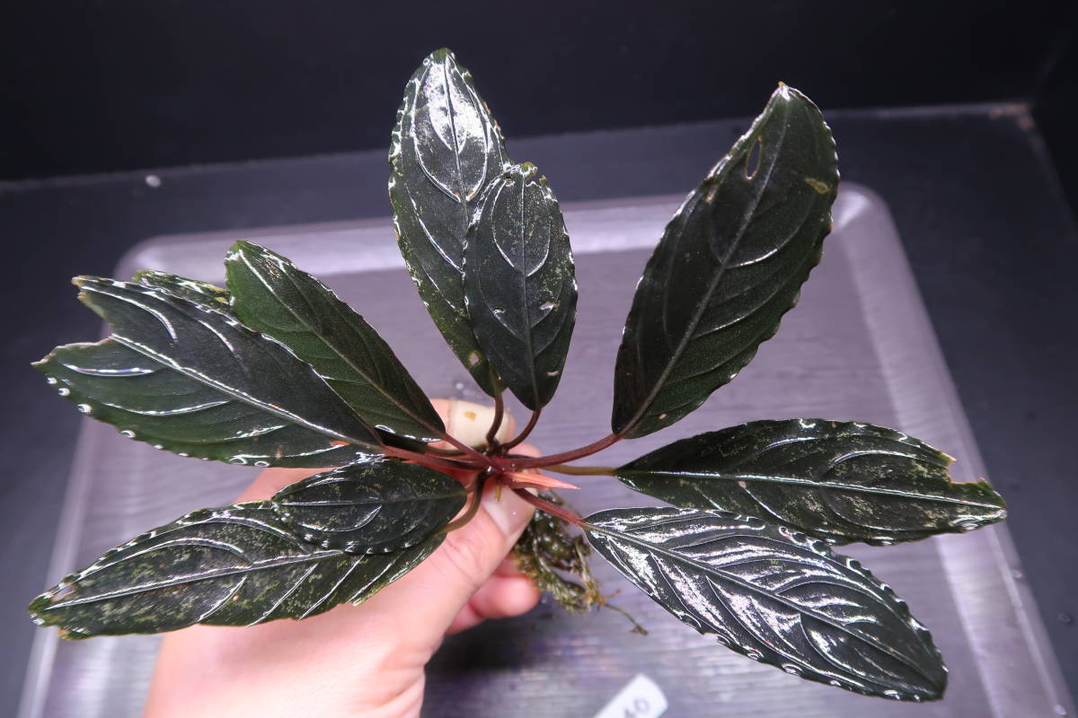 ブセファランドラ スケルトンキング 大株 【公式通販】