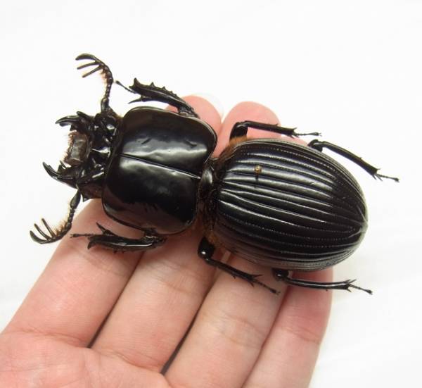 ホンジュラス産 ブルマイスターオバケクロツヤムシ 75.5mm