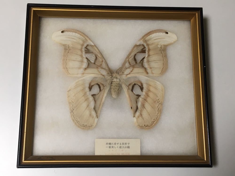 希少 ヨナグニサンペア標本 沖縄に産する世界で一番美しく最大の蛾 蝶