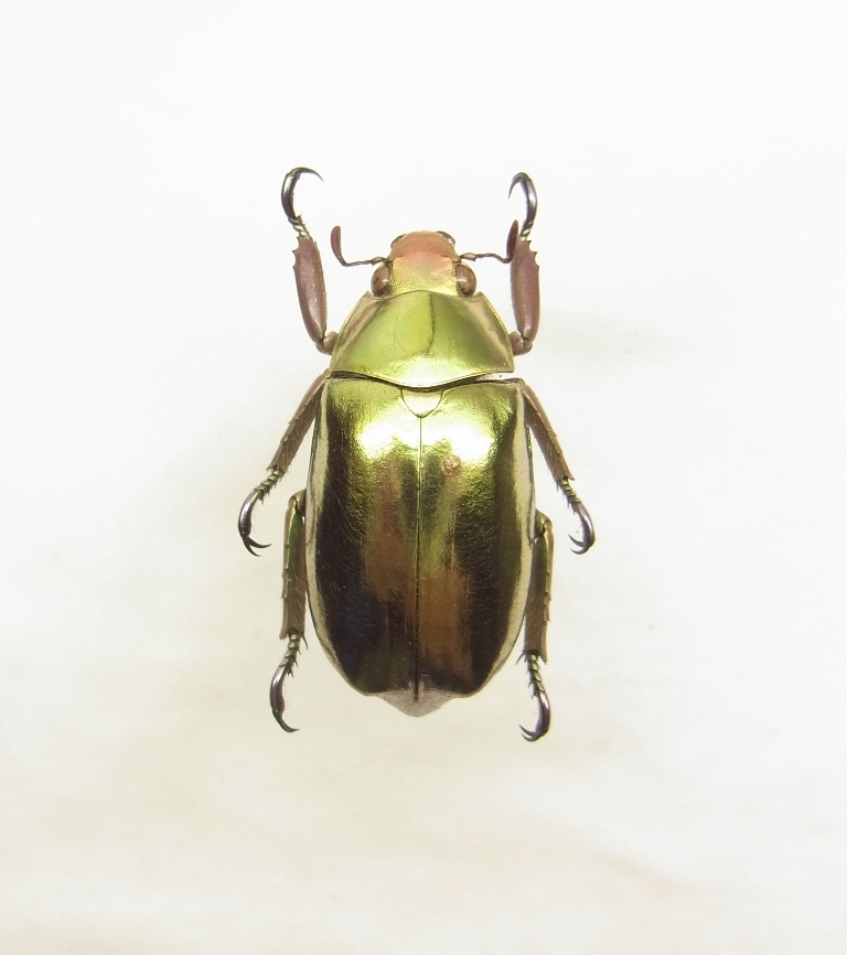 エクアドル産 ジドラムプラチナコガネ Chrysina dzidorhum 28.8mm