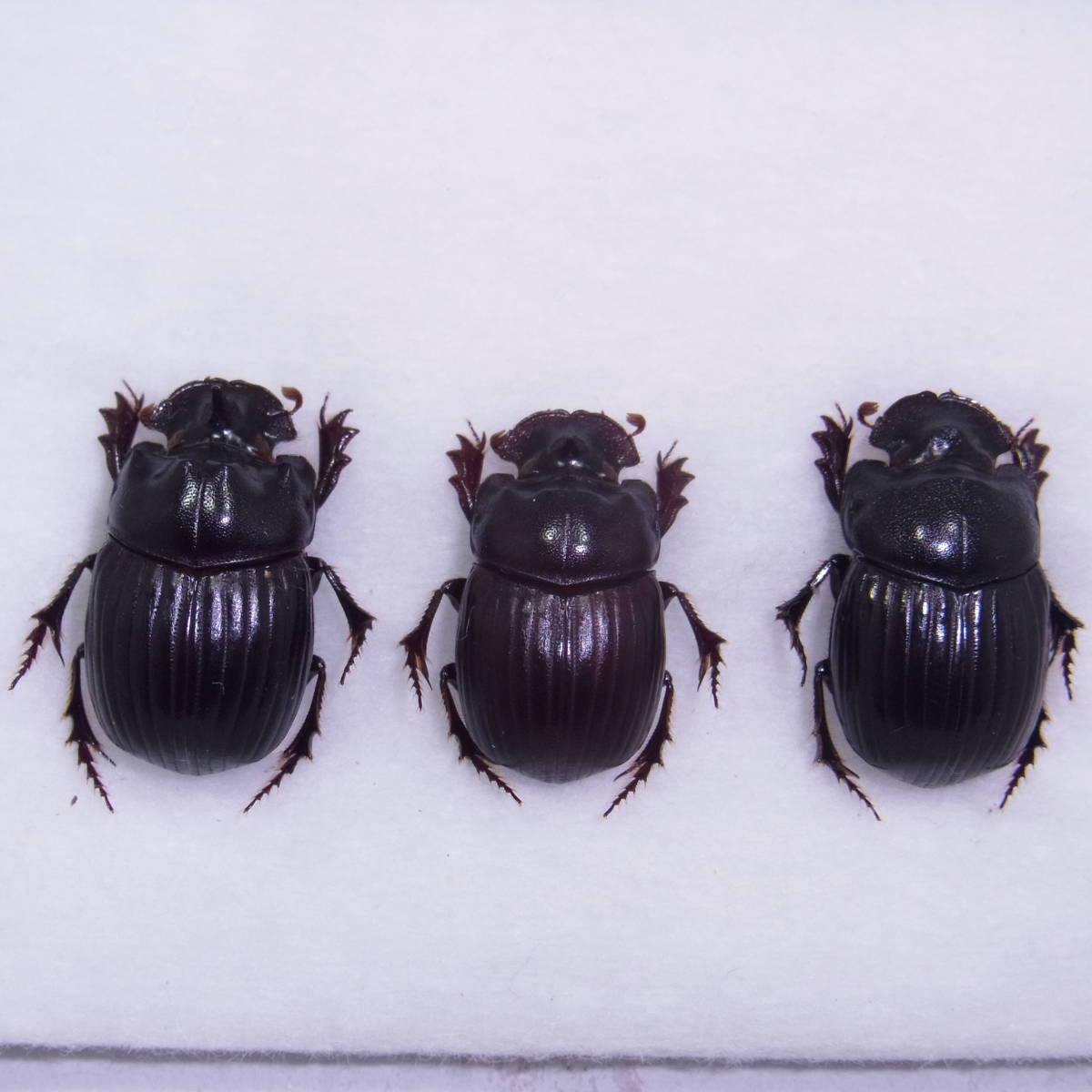 ダイコクコガネ 特大 28mm オス 標本 【公式通販】