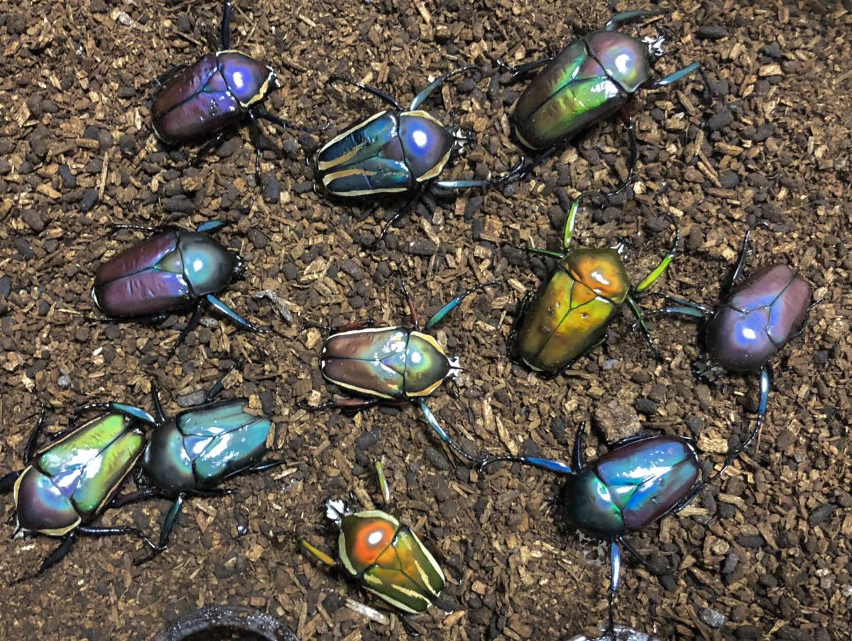 コンゴDR南部産 ポギーオオツノカナブン 角異常 82mm 【公式通販】