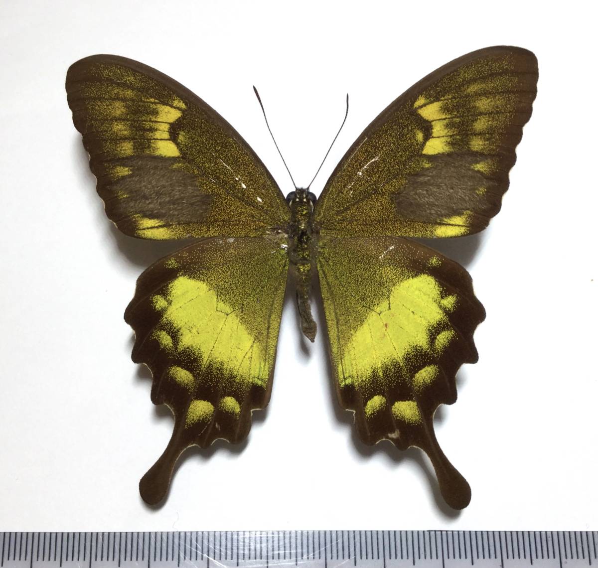 アグリアス・アミドン・フィラテリカ・黄色型 蝶標本 昆虫標本