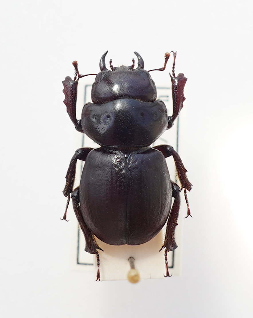 Aptrocyclus honoluluensis 標本 ハワイハネナシクワガタ Aptrocyclus