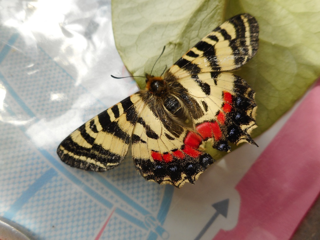 韓国ヒメギフチョウ（ペア、飼育品） ギフチョウ 飼育 - 虫のあれこれ