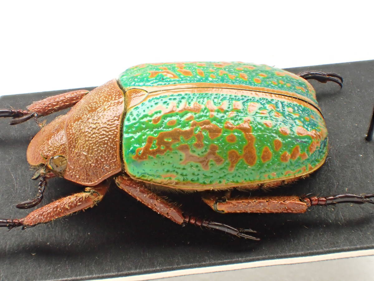 標本 キンセスジウグイスコガネ Chrysina gloriosa 【19mm