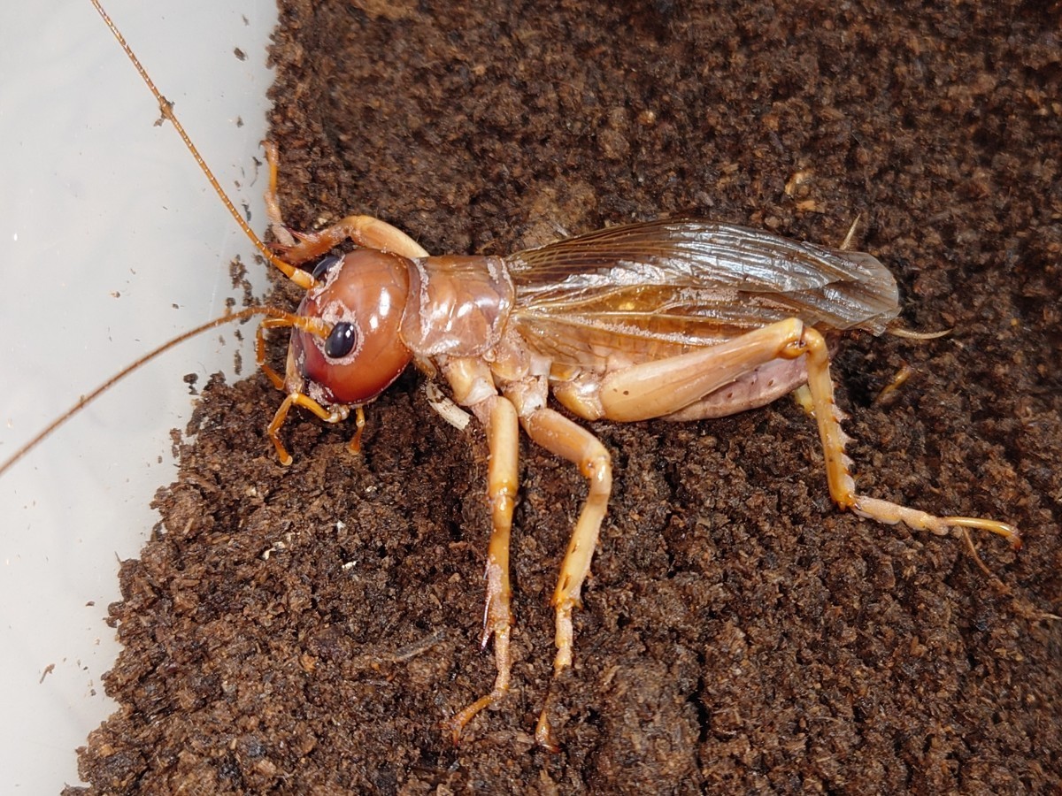 オバケコロギス オバケコオロギ 樹脂標本 【公式通販】