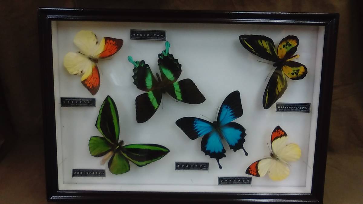 蝶標本 アカメガネトリバネアゲハ 産地別コレクション 研究用 大型