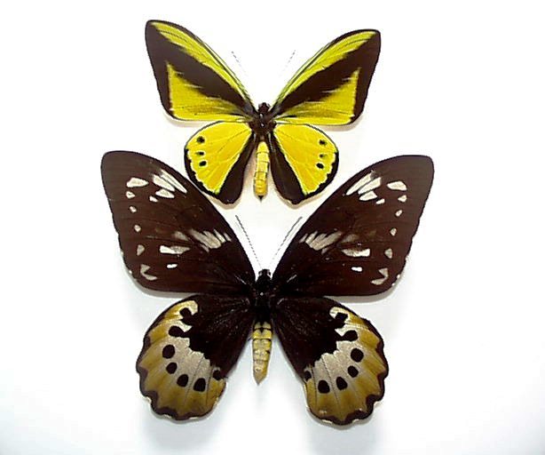 アグリアス・アミドン・フィラテリカ・黄色型 蝶標本 昆虫標本