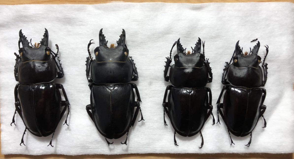 奄美大島産アマミマルバネクワガタ 野外品標本 アマミ便が着ました