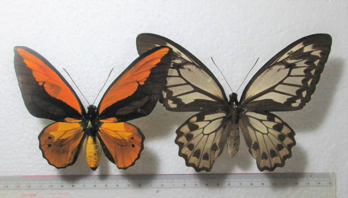 ミドリメガネトリバネアゲハ（1オス・ビヤク島/インドネシア） バリ島