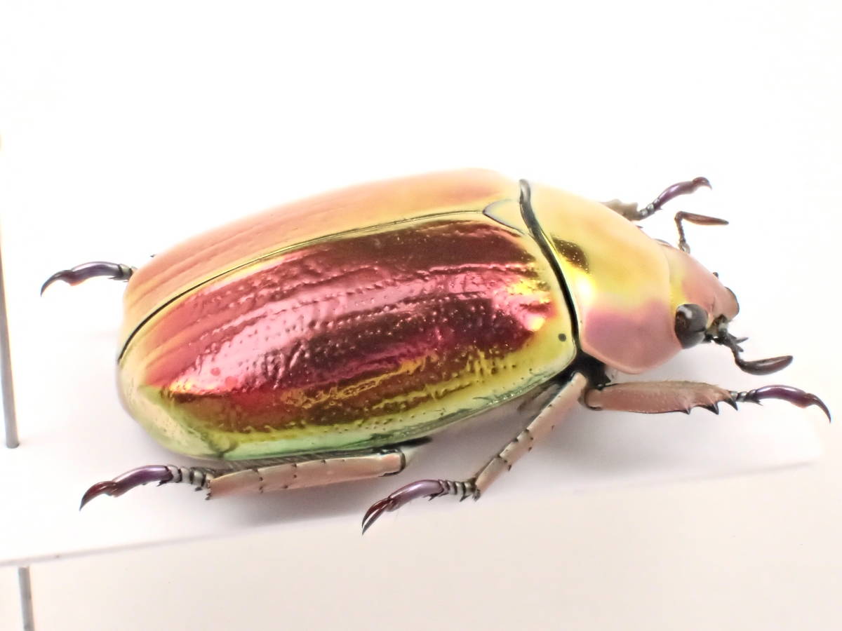 コスタリカ産 アウリガヌスキンイロコガネ 26mm コスタリカ産 アウリガ