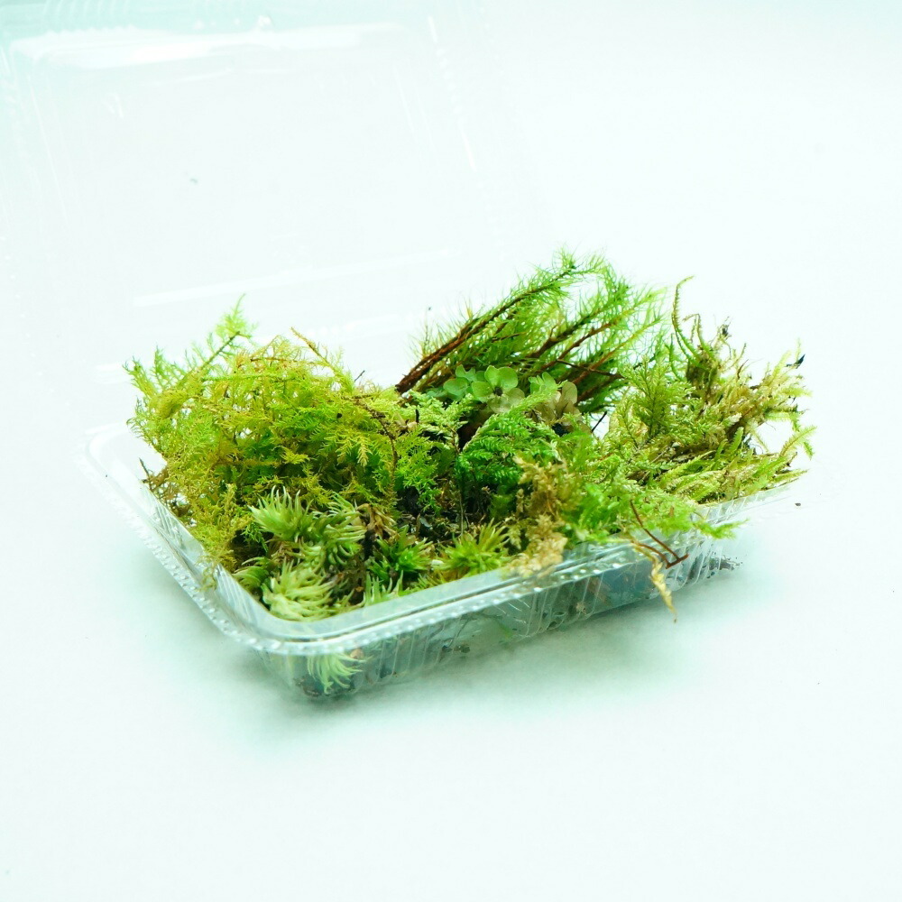 パルダリウム水槽セット/完成品/テラリウム/苔リウム/苔テラリウム