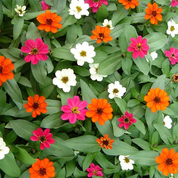 園芸ネット本店｜ジニア：プロフュージョンミックス[花タネ] の通販