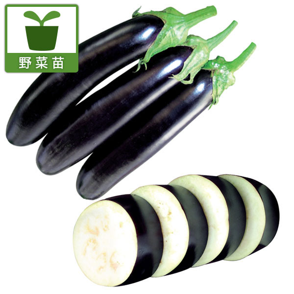 園芸ネット本店｜[26年4月下旬予約]すずなりナスF1・3号ポット 6株