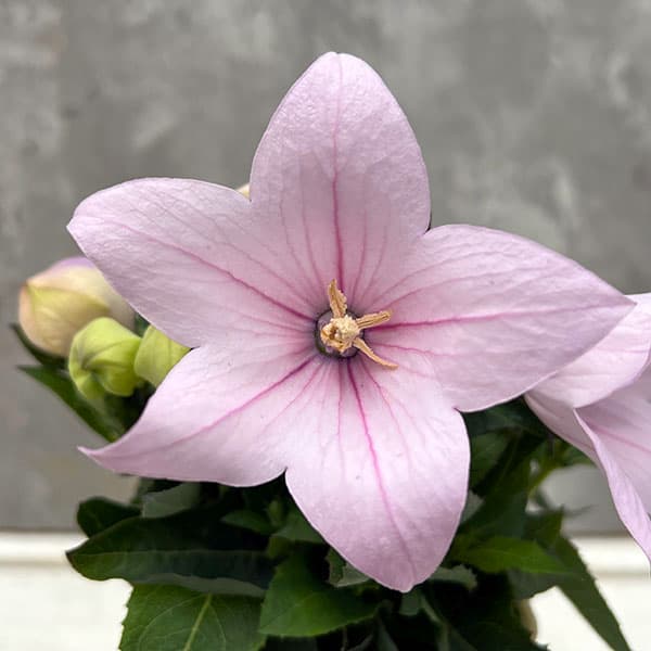 園芸ネット本店｜[26年5月中下旬予約]キキョウ（桔梗）：ポップスター