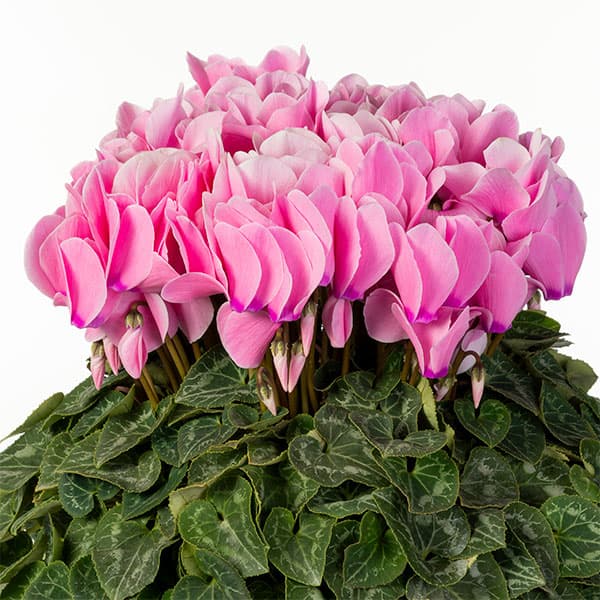 園芸ネット本店｜25-10：シクラメン：シューベルト6号鉢植え・石川英司