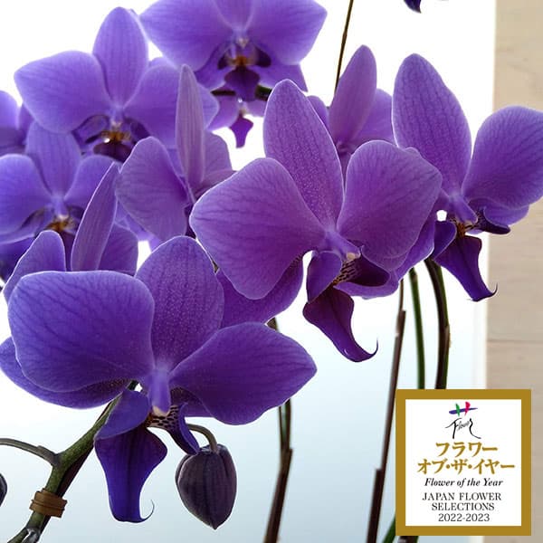 園芸ネット本店｜[ギフトに]ミディコチョウラン：Blue Gene（ブルー