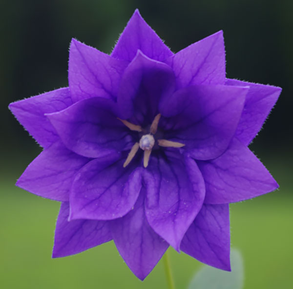 園芸ネット本店｜おもてなしキキョウ(桔梗）：三重系むらさき4号ポット