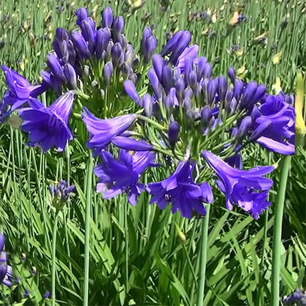 園芸ネット本店｜アガパンサス：ゼラトーマス 3-3.5号ポット の通販