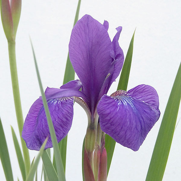 園芸ネット本店｜アヤメ5号鉢植え の通販【公式】