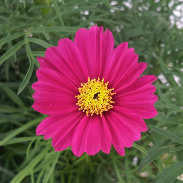 園芸ネット本店｜コスモス（わい性）：ソナタミックス4号鉢植え* の