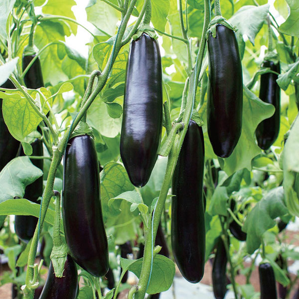 園芸ネット本店｜[26年4月下旬予約]すずなりナスF1・3号ポット 6株