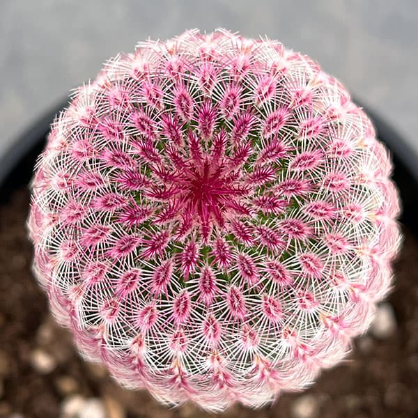 園芸ネット本店｜サボテン：エキノセレウス 紫太陽 4号鉢植え の通販