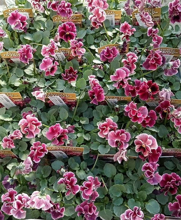園芸ネット本店｜見元園芸さんのパンジー：フリルローズバイカラー3.5