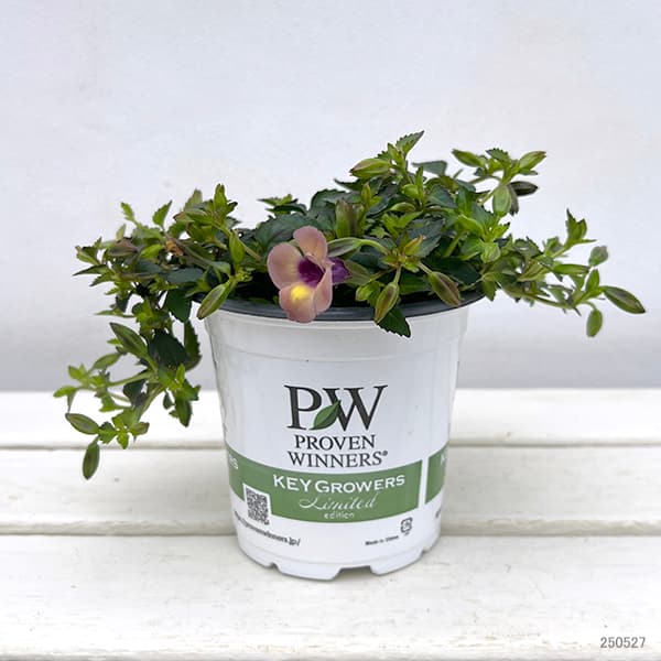 園芸ネット本店｜スーパートレニア：カタリーナ ラムレーズン4号ポット