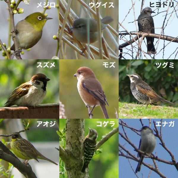 園芸ネット本店｜野鳥の餌台：ペットボトル用バードフィーダー 4個