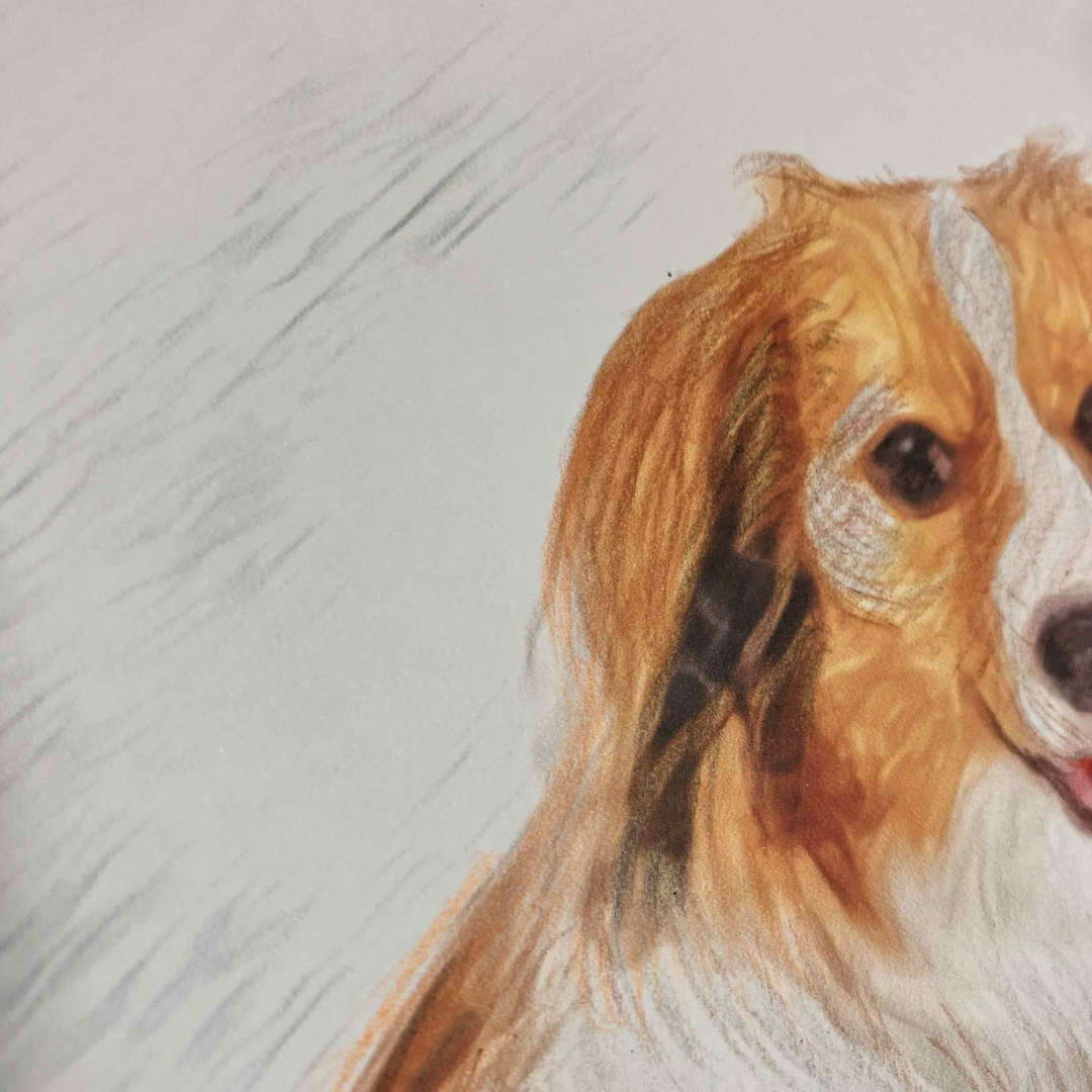 コーイケルホンデュエ成犬】 額装品 額縁寸法 32.7㎝×24.0㎝×