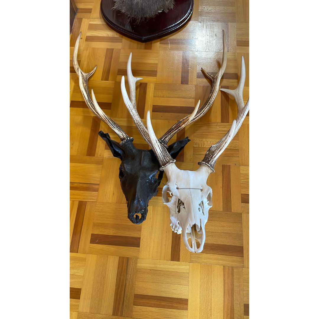 スカル頭蓋骨 ハンティングトロフィー 剥製 はく製 エゾシカ 鹿角 角