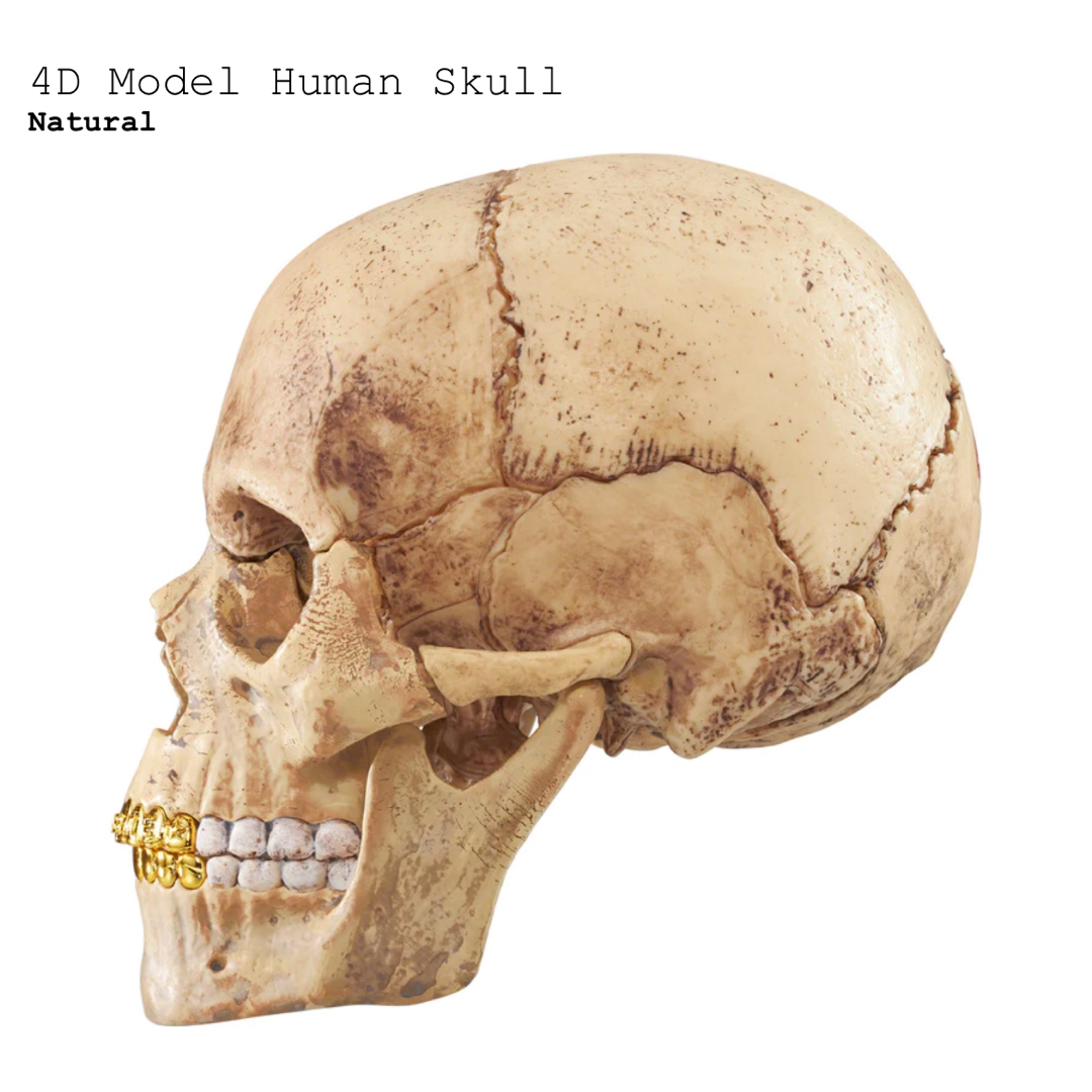 Supreme 4D Model Human Skull