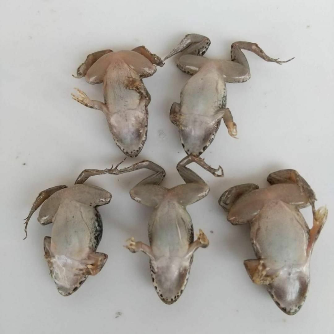 国産】冷凍カエル 餌 M 50匹 胴長3~4cm ヌマガエル ヘビ用 蛇 エサの