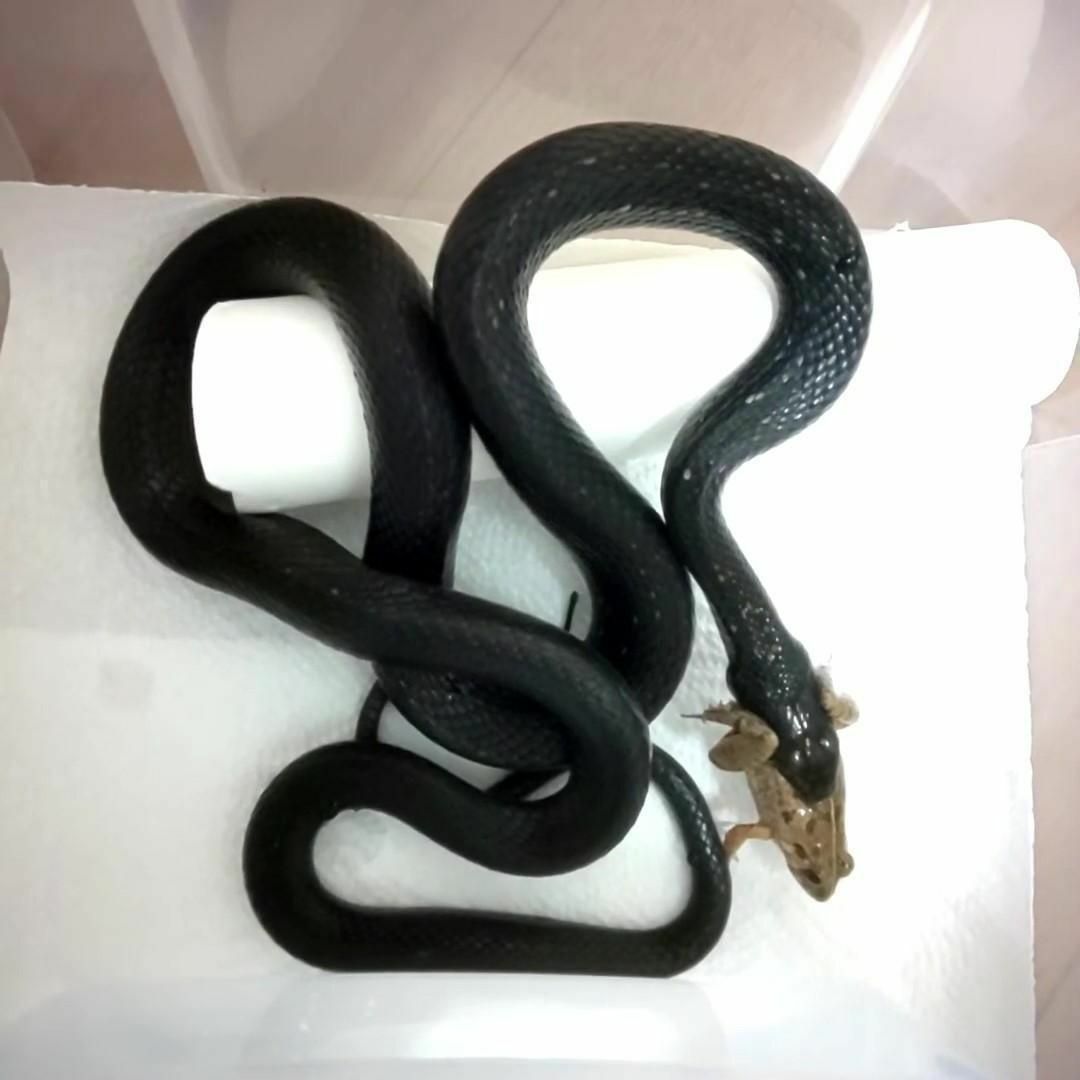 国産】冷凍カエル 餌 M 50匹 胴長3~4cm ヌマガエル ヘビ用 蛇 エサの