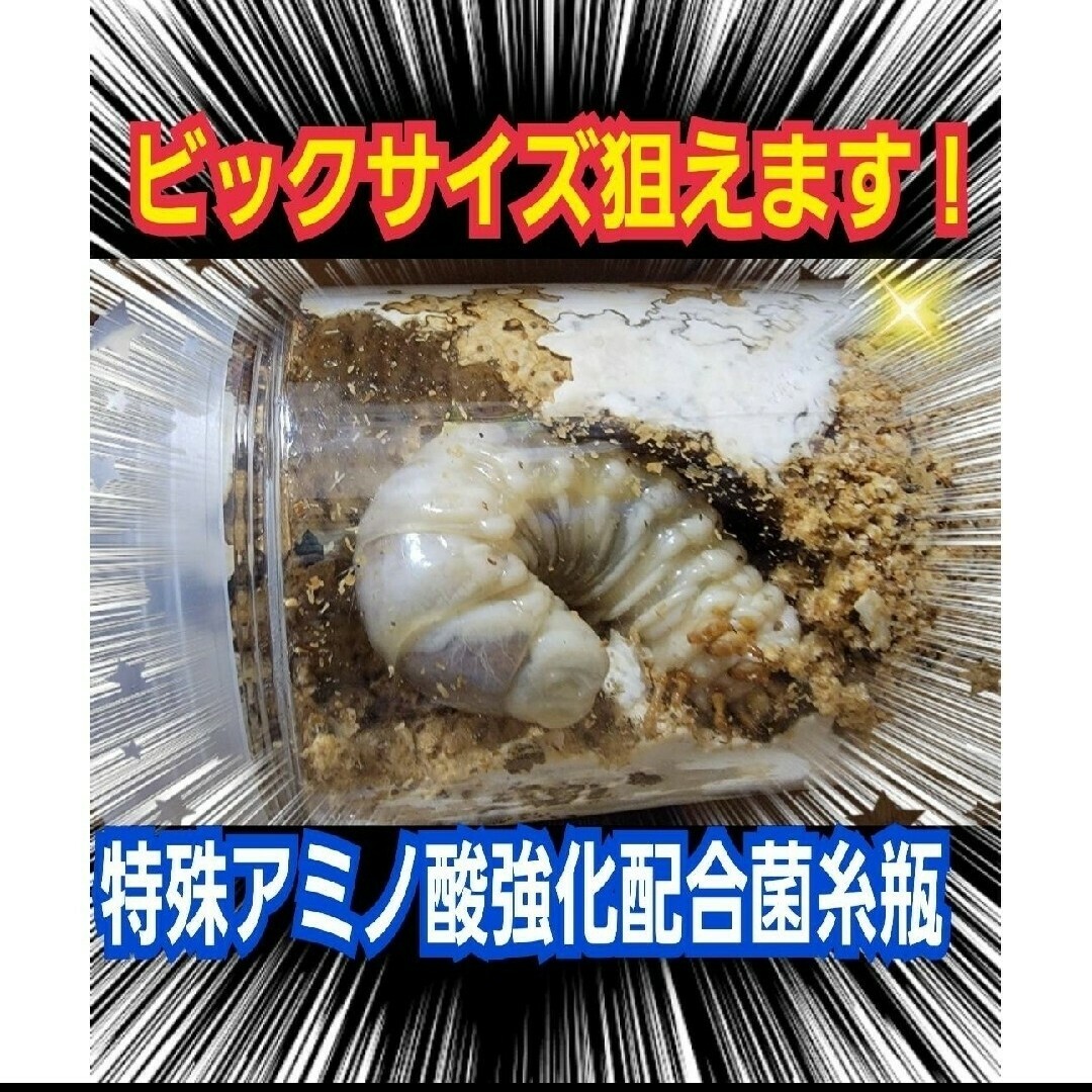 極上！カワラタケ菌糸瓶特大1500ml【5本】特殊アミノ酸強化配合